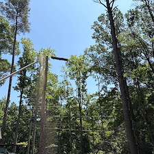 Multiple-Tree-Removals-in-Stevensville-MD 5